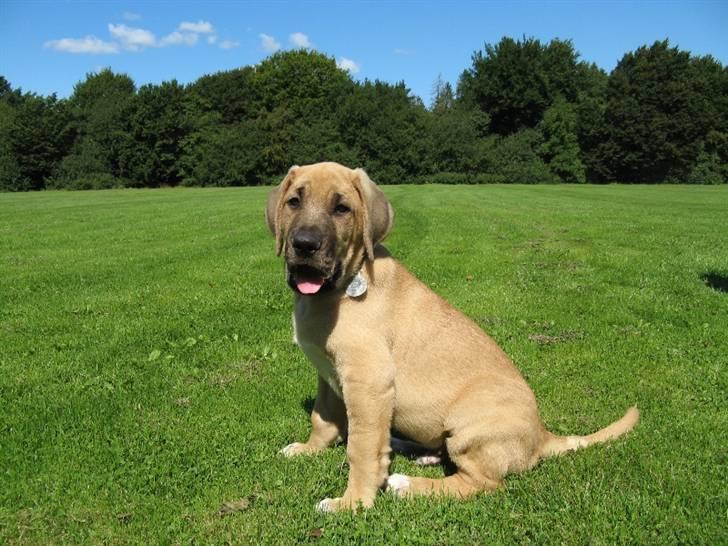 Broholmer Absalon (Balou) - (10 uger)Orv hvor er det en spændende ny verden ! Her plejer at være legekammarater billede 3