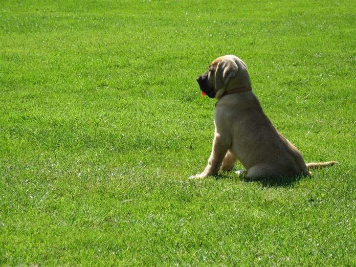 Broholmer Absalon (Balou) - (10 uger) Hvor er mine nye venner ? billede 4