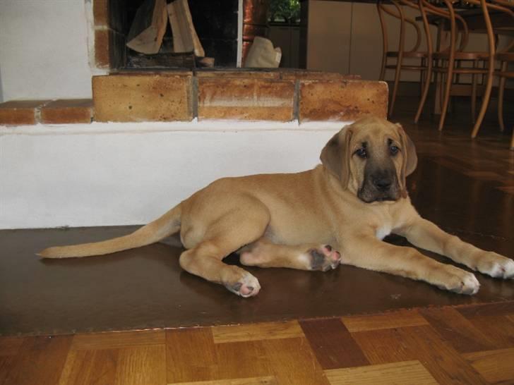 Broholmer Absalon (Balou) - (11 uger) tja her ligger jeg dejligt billede 5