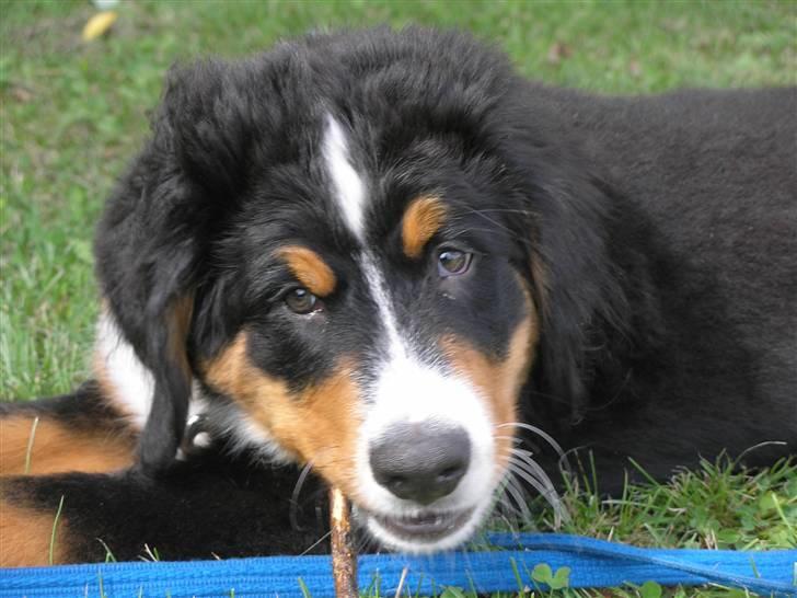 Berner sennenhund Elvis billede 20