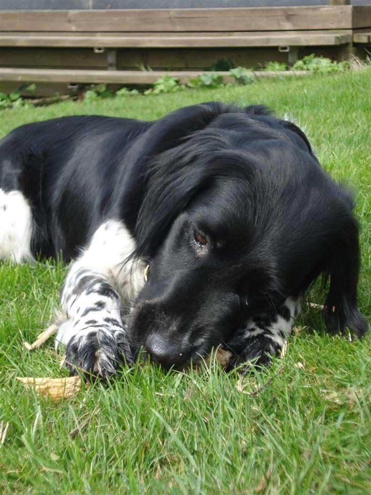 Blanding af racer Trine billede 18