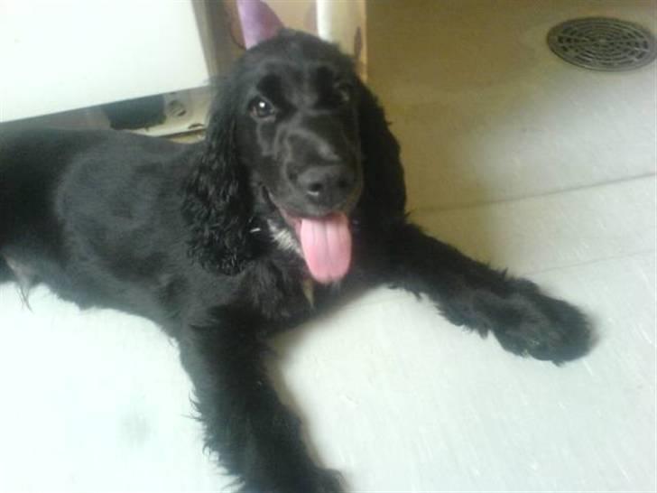 Cocker spaniel Felix - Felix 3 mdr. :) billede 10