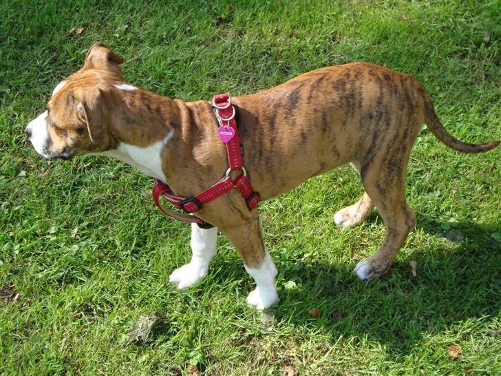 Blanding af racer Cassie - Så flot jeg står:D billede 15