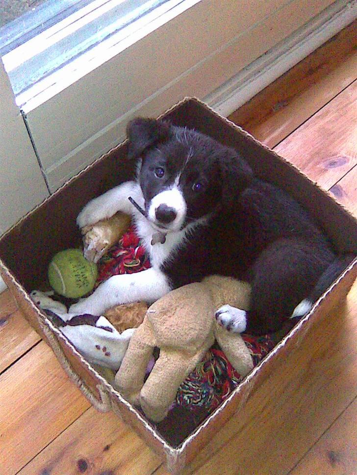 Border collie Kahlua billede 2