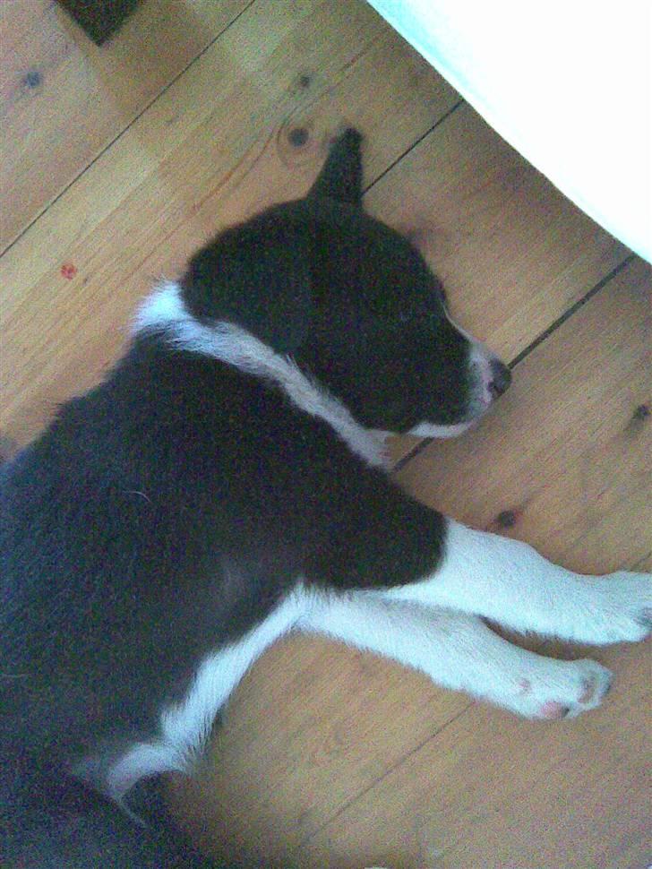 Border collie Kahlua billede 3