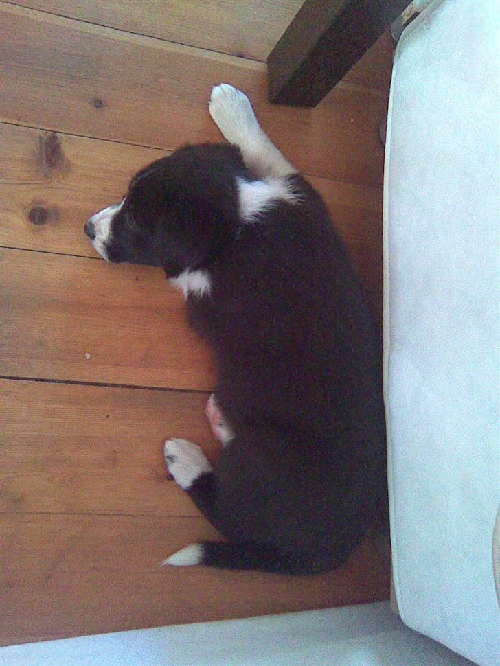 Border collie Kahlua billede 4