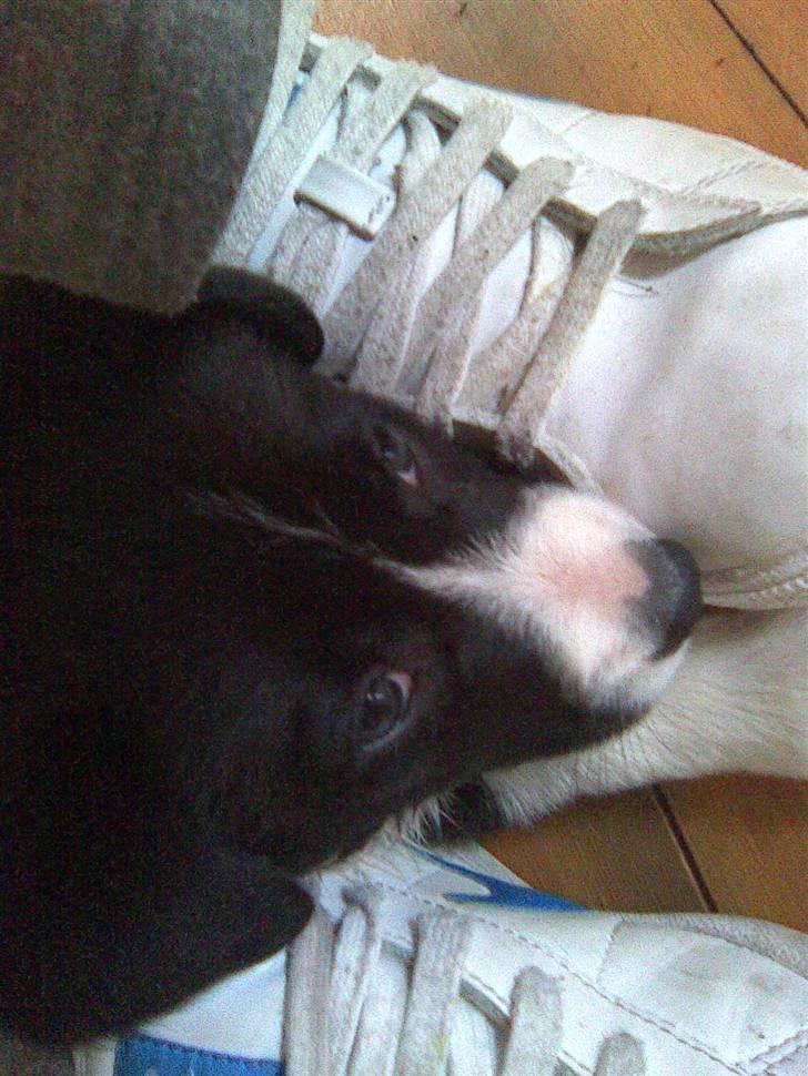 Border collie Kahlua billede 5