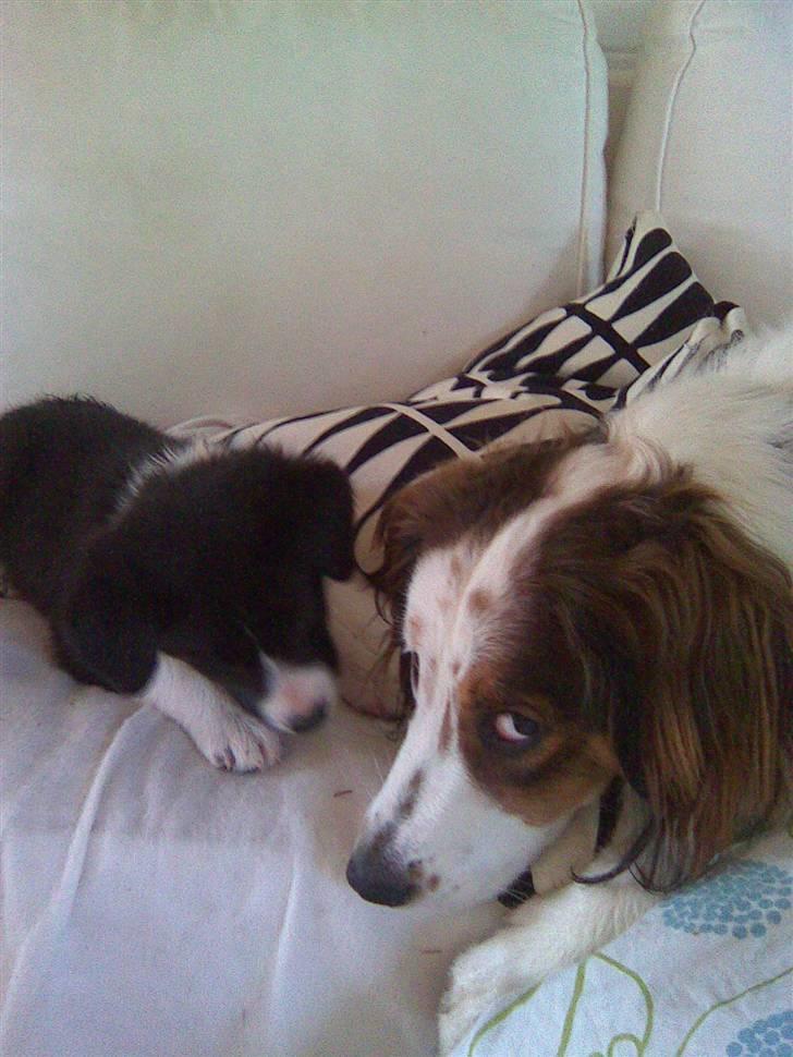 Border collie Kahlua billede 6