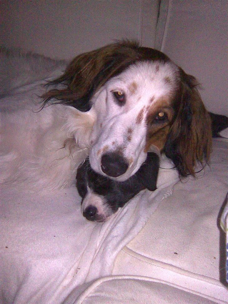 Border collie Kahlua billede 7