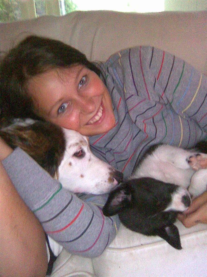 Border collie Kahlua billede 8