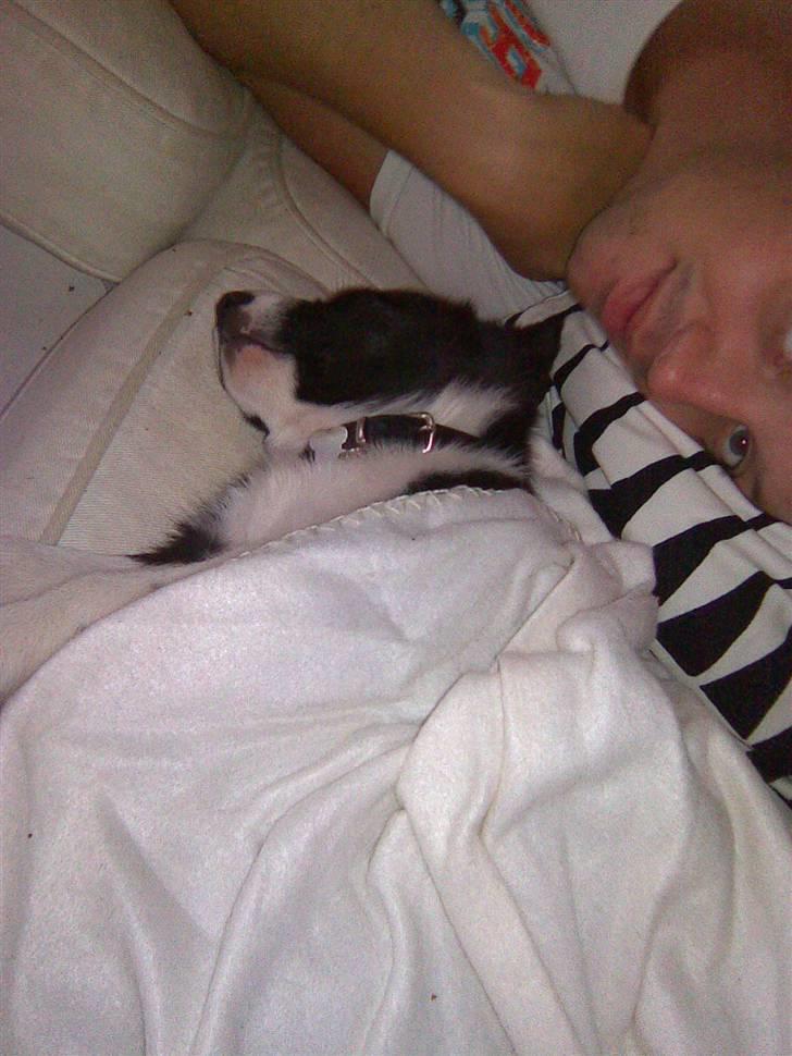 Border collie Kahlua billede 9