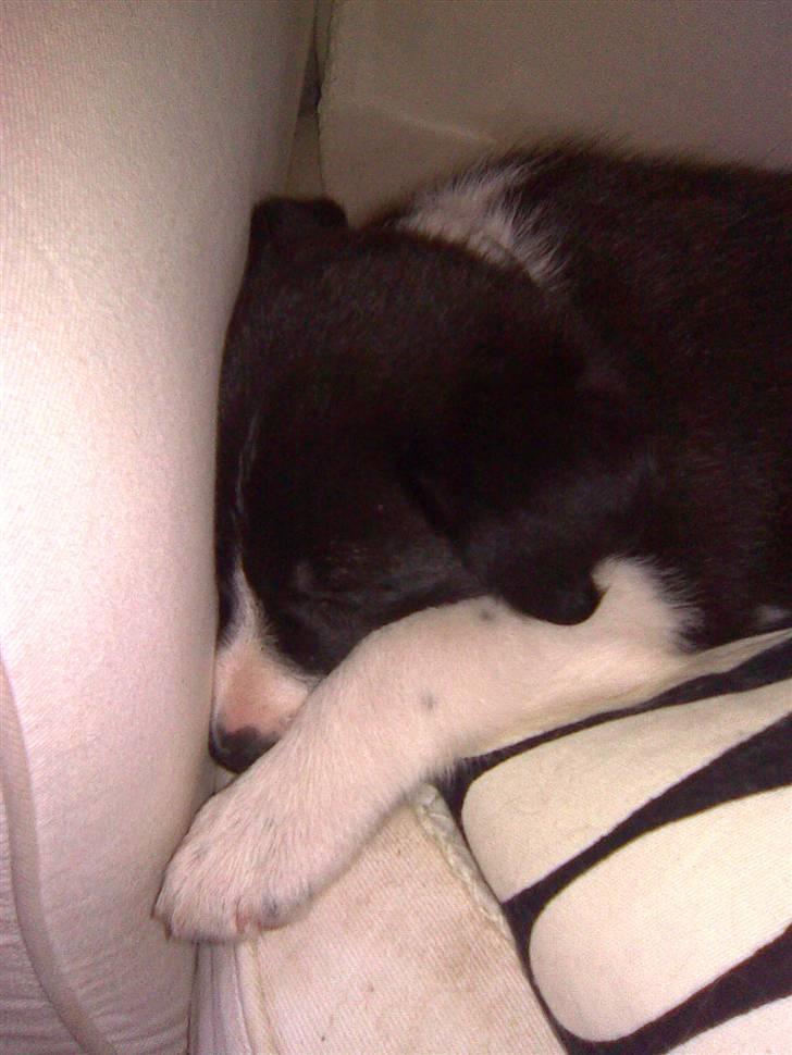 Border collie Kahlua billede 10