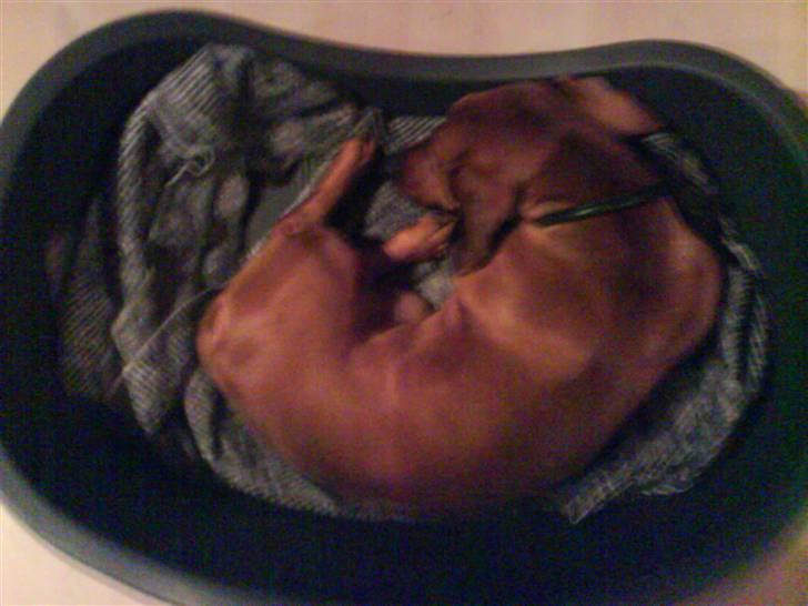 Gravhund Tips Mouton Cadet - RIP - Zzz Zzz billede 2