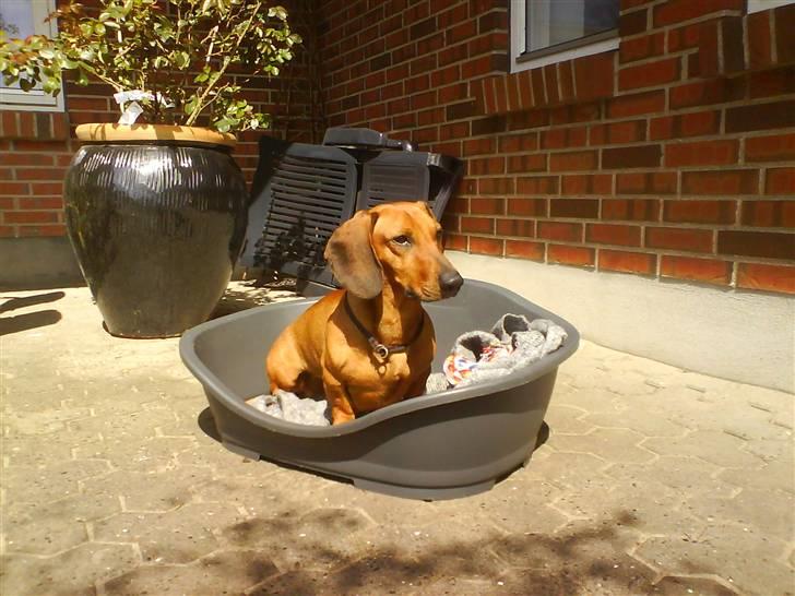 Gravhund Tips Mouton Cadet - RIP - Udenfor i solskinnet (: billede 3