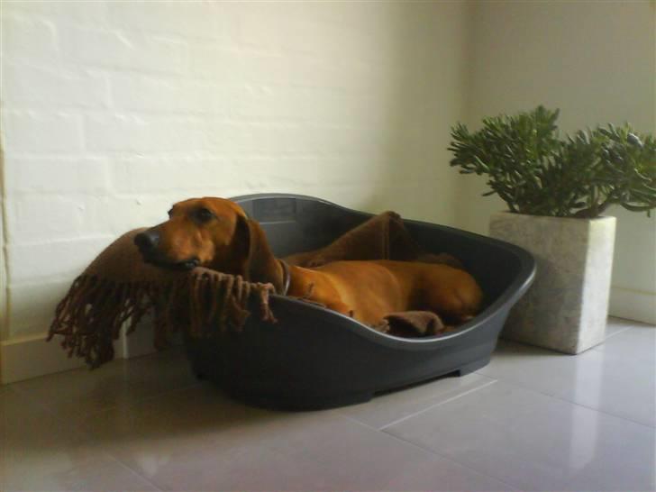 Gravhund Tips Mouton Cadet - RIP - (^^ billede 4