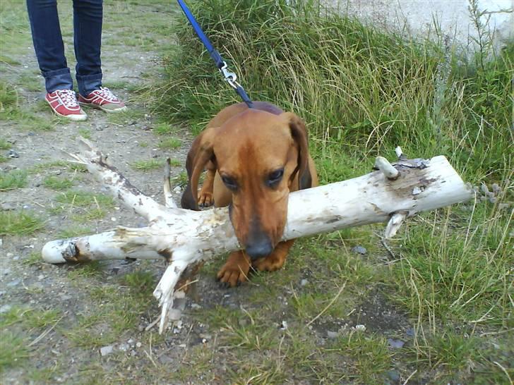 Gravhund Tips Mouton Cadet - RIP - Alle pinde han finder, skal med hjem x) billede 5