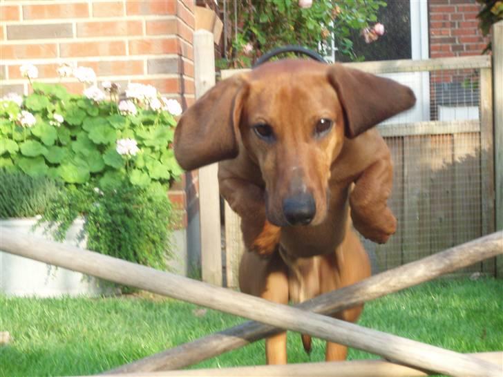 Gravhund Tips Mouton Cadet - RIP - Han er bare dejlig :b billede 6