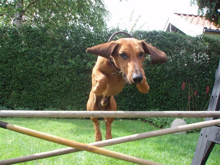 Gravhund Tips Mouton Cadet - RIP - Et af de højere spring ö billede 7