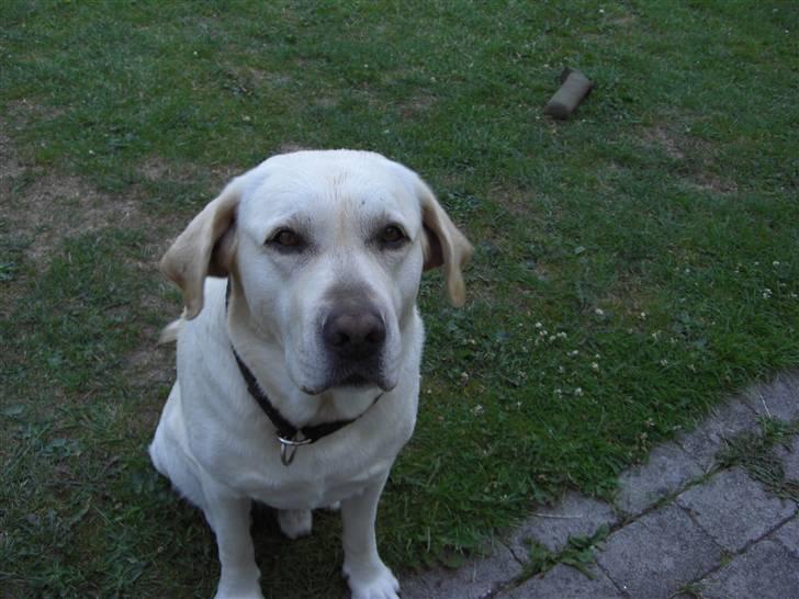 Labrador retriever Balder - Balder<3 billede 1