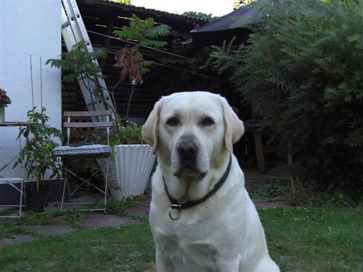 Labrador retriever Balder - Balder i haven billede 2