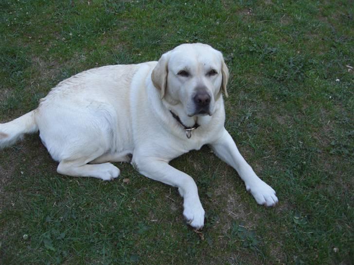 Labrador retriever Balder - min dejlige hund! jeg elsker ham! billede 3