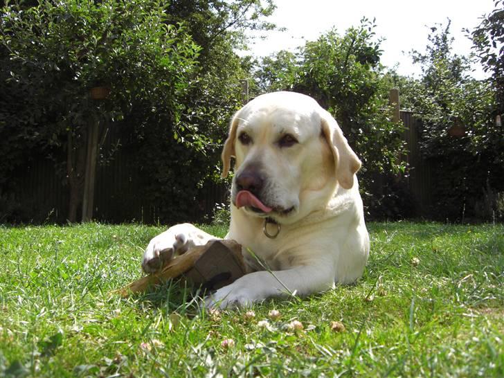 Labrador retriever Balder - yndlingsbilledet!  billede 4