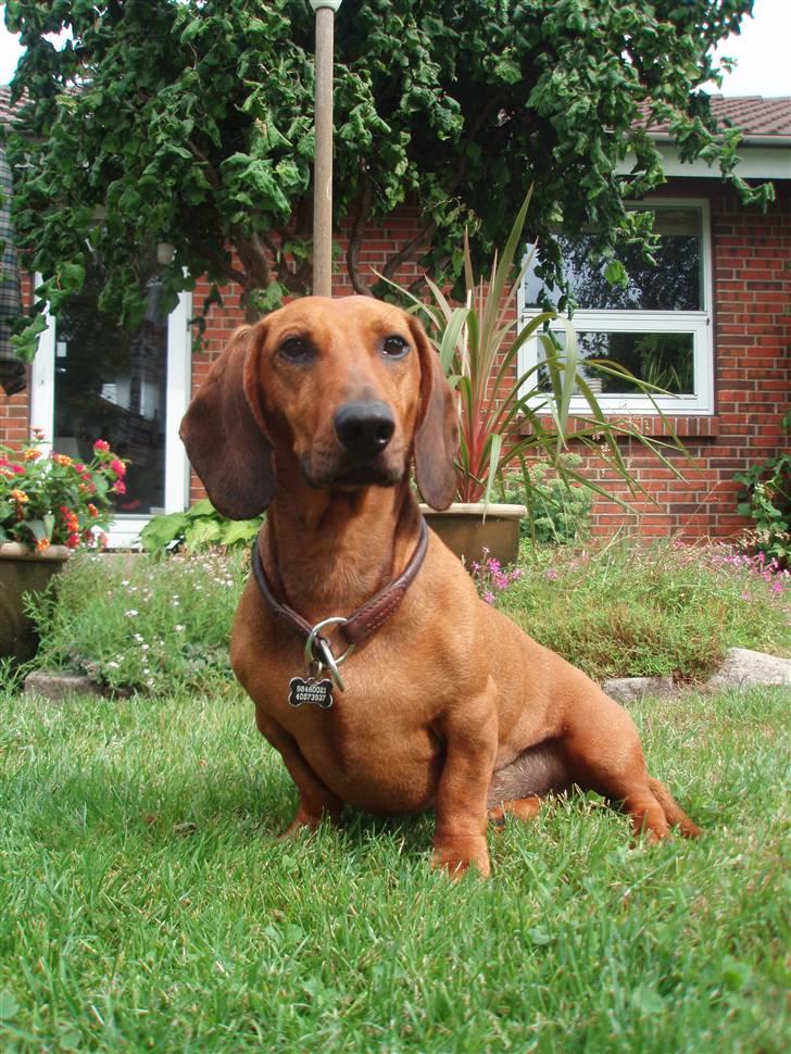 Gravhund Tips Mouton Cadet - RIP - Smukke dyr. billede 8