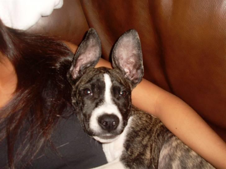 Amerikansk staffordshire terrier Chica billede 1