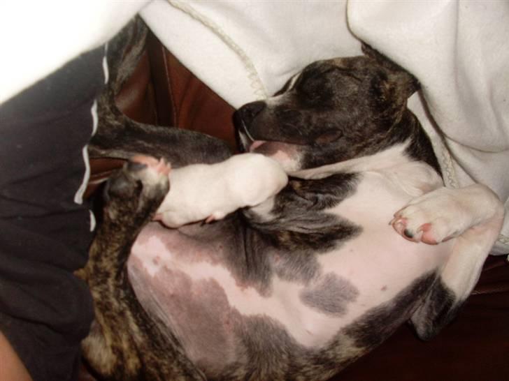 Amerikansk staffordshire terrier Chica billede 2