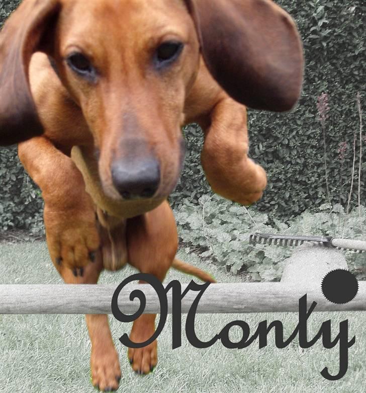 Gravhund Tips Mouton Cadet - RIP - Et redigeret billede. billede 9