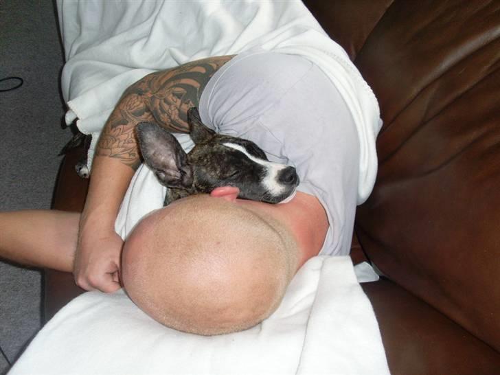 Amerikansk staffordshire terrier Chica billede 3