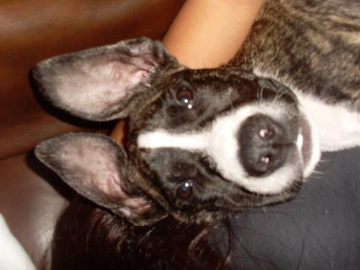 Amerikansk staffordshire terrier Chica billede 4