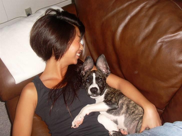 Amerikansk staffordshire terrier Chica billede 5