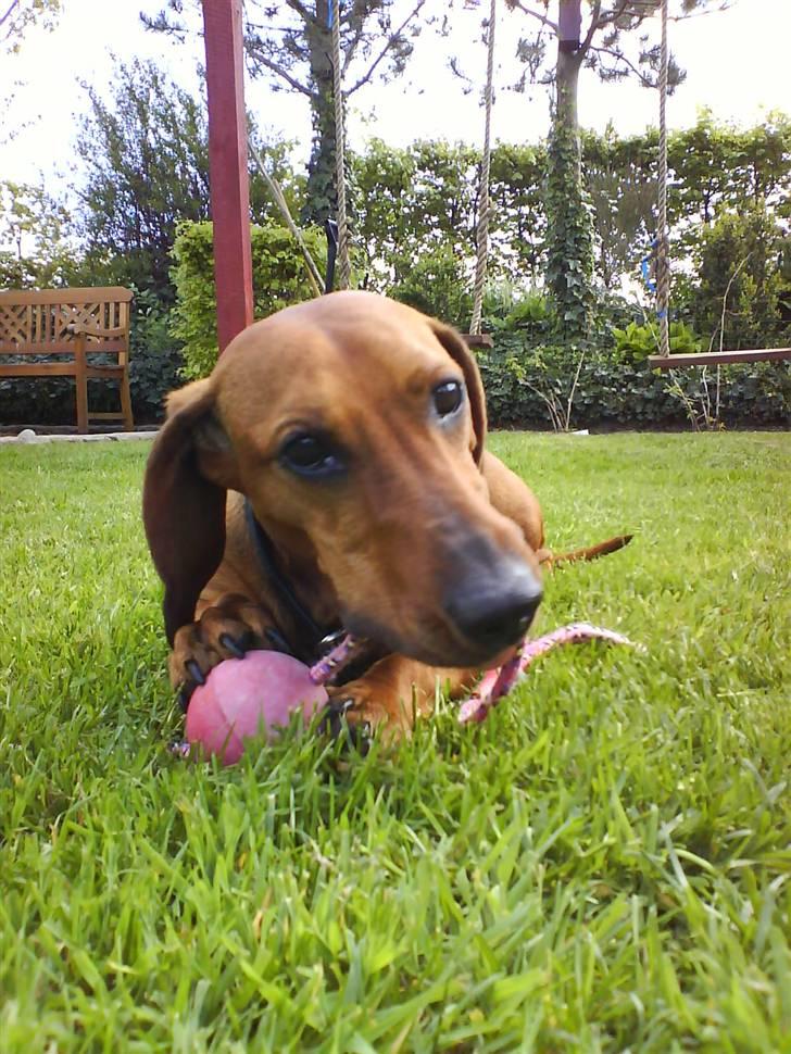 Gravhund Tips Mouton Cadet - RIP - Han elsker sit legetøj :p billede 10