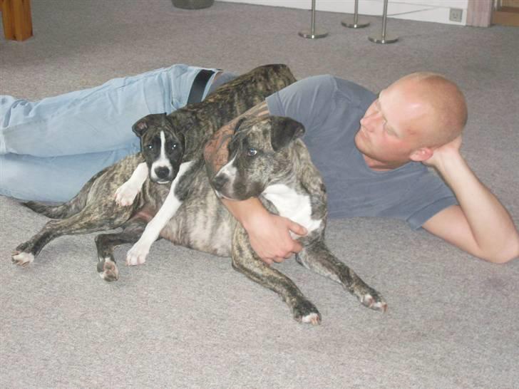 Amerikansk staffordshire terrier Chica billede 6