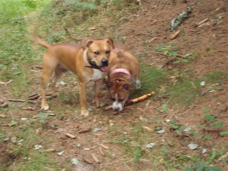 Blanding af racer Cassie - Feder sig i soaen ;) billede 16