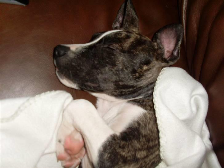 Amerikansk staffordshire terrier Chica billede 7