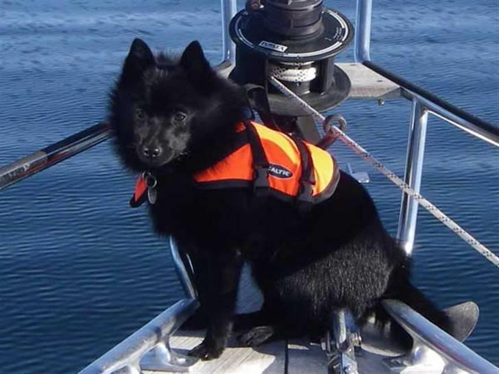Schipperke Skipper Zidan - Jeg er en rigtig skibshund. billede 1