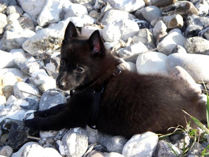 Schipperke Skipper Zidan - Jeg elsker ture på stranden - også da jeg var lille hvalp billede 2