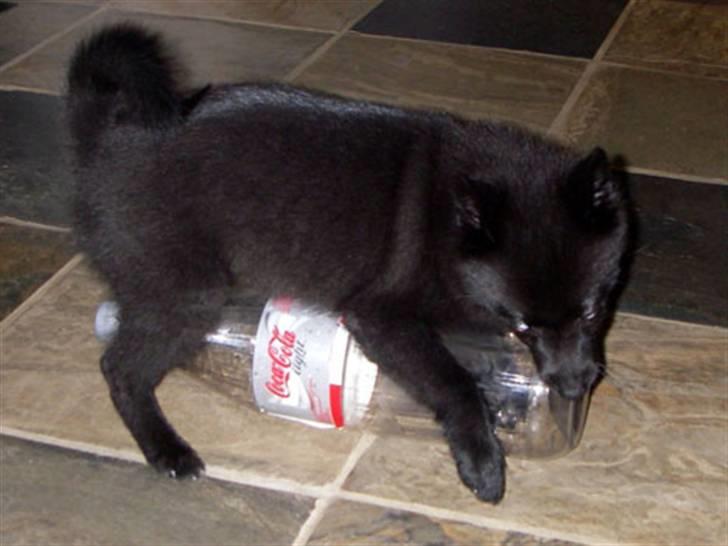 Schipperke Skipper Zidan - Som hvalp var jeg ikke meget større end en cola billede 3