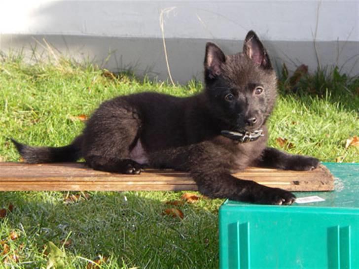 Schipperke Skipper Zidan - Man starter på den lille balancebom - og så bliver det sværere billede 4