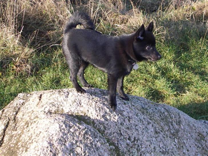 Schipperke Skipper Zidan - At hoppe på sten er en af mine favoritdiscipliner billede 6