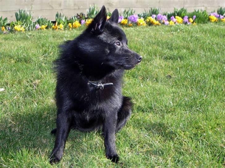 Schipperke Skipper Zidan - Nu er jeg ved at være voksen billede 7