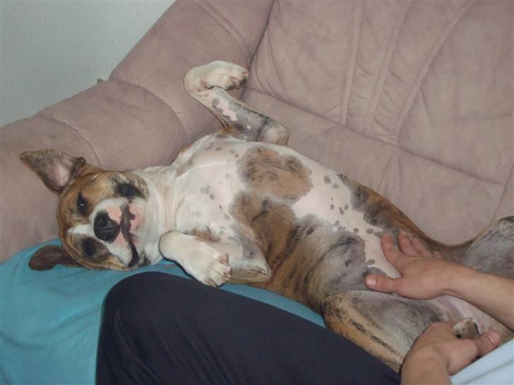 Blanding af racer Cassie - hehe er jeg ikk dejliq ..?;) billede 17