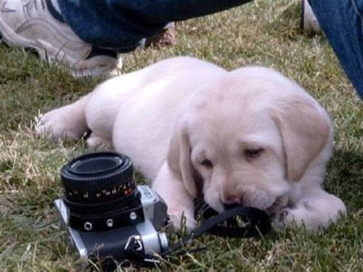 Labrador retriever Balder - Balder som hvalp lige før vi fik ham (: bider i fars kamera (;  billede 5