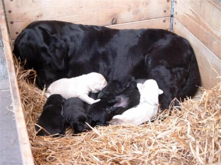Labrador retriever Balder - Uno med hvalpe - en af de gule er så Balder (;  billede 6