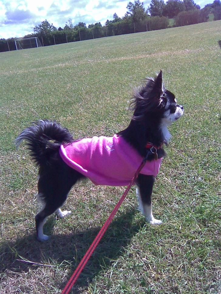 Chihuahua Adelina's Phoebe - Mig og Phoebe ude og se kæresten spille fodbold... Og den bold er altså meget spændende..  billede 13