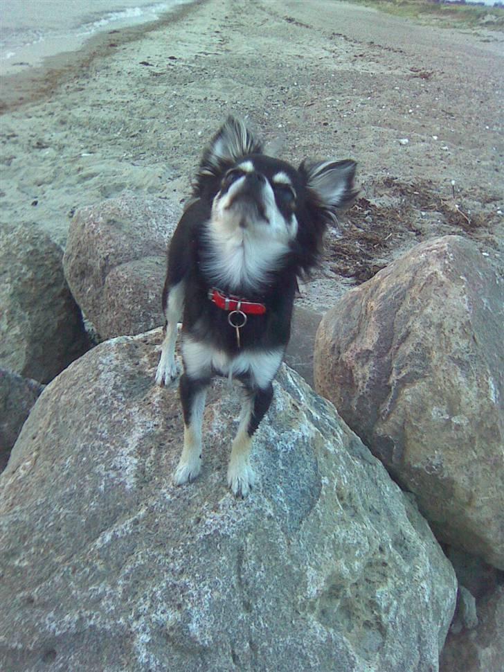 Chihuahua Adelina's Phoebe - En aften gåtur på stranden... Phoebe elsker det, og er god til at komme når vi kalder... billede 14