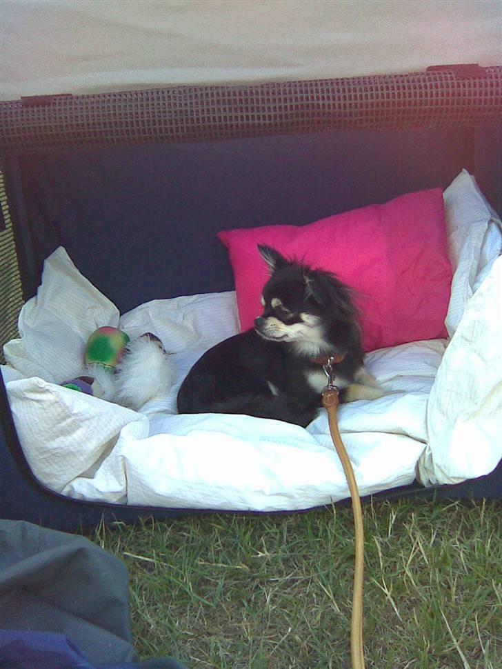 Chihuahua Adelina's Phoebe - Phoebe slapper af på udstilling... Som hun i øvrigt tager i stiv pote ;) billede 15