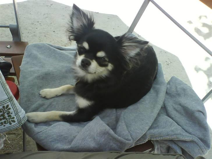 Chihuahua Adelina's Phoebe - En tur til tysklnd, hvor vi her spiser på en udendørs café.. Phoebe skulle selvfølgelig også have sin egen stol :D billede 16